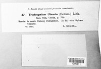 Triphragmium ulmariae image